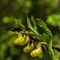 Sabot de Vénus ( Cypripedium calceolus - OV6 )