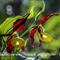 Sabot de Vénus ( Cypripedium calceolus - OV7 )