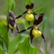 Sabot de Vénus ( Cypripedium calceolus - OV9 )