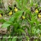 Sabot de Vénus ( Cypripedium calceolus - OV10 )