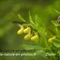 Sabot de Vénus ( Cypripedium calceolus - OV11 )