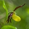 Sabot de Vénus ( Cypripedium calceolus - OV13 )