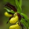 Sabot de Vénus ( Cypripedium calceolus - OV14 )