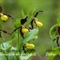 Sabot de Vénus ( Cypripedium calceolus - OV15 )