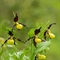 Sabot de Vénus ( Cypripedium calceolus - OV16 )