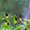 Sabot de Vénus ( Cypripedium calceolus - OV17 )