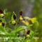 Sabot de Vénus ( Cypripedium calceolus - OV18 )