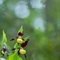 Sabot de Vénus ( Cypripedium calceolus - OV19 )