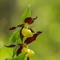 Sabot de Vénus ( Cypripedium calceolus - OV20 )