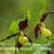 Sabot de Vénus ( Cypripedium calceolus - OV24 )