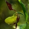 Sabot de Vénus ( Cypripedium calceolus - OV26 )