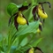 Sabot de Vénus ( Cypripedium calceolus - OV27 )