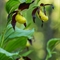 Sabot de Vénus ( Cypripedium calceolus - OV28 )