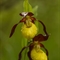 Sabot de Vénus ( Cypripedium calceolus - OV30 )