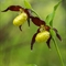 Sabot de Vénus ( Cypripedium calceolus - OV31 )