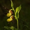 Sabot de Vénus ( Cypripedium calceolus - OV32 )