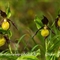 Sabot de Vénus ( Cypripedium calceolus - OV33 )
