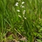 Céphalanthère à longues feuilles ( Cephalanthera longifolia - OV1 )