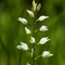 Céphalanthère à longues feuilles ( Cephalanthera longifolia - OV2 )