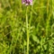 Orchis pyramidal (anacamptis pyramidalis - OV3)