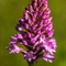 Orchis pyramidal (anacamptis pyramidalis - OV2)