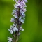 Orchis de Fuchs ( Dactylorhiza fuchsii - OV1)