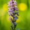 Orchis de Fuchs ( Dactylorhiza fuchsii - OV2)