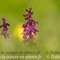 Orchis Mâle (Orchis masculata )