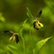 Sabot de Vénus ( Cypripedium calceolus )