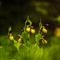 Sabot de Vénus ( Cypripedium calceolus )