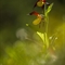 Sabot de Vénus ( Cypripedium calceolus )