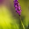 Orchis Mâle (Orchis masculata )