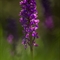 Orchis Mâle (Orchis masculata )