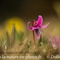 Erythrone dent de chien ( Erythronium dens-canis )