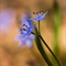 Scille à deux feuilles ( Scilla bifolia )