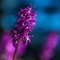 Orchis Mâle (Orchis masculata )
