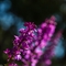 Orchis Mâle (Orchis masculata )