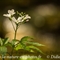 Cardamine à sept folioles (Cardamine heptaphylla )