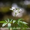 Cardamine à sept folioles (Cardamine heptaphylla )