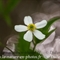 Renoncule à feuilles d'aconit (Ranunculus aconitifolius )