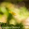 Anémone Fausse - Renoncule ( Anemone ranunculoide )