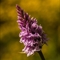 Orchis Tacheté ( Dactylorhiza maculata )