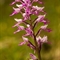 Orchis Militaire (Orchis militaris )