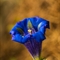 Gentiane à feuilles étroites ( gentiana angustifolia Vill. )