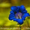 Gentiane à feuilles étroites ( gentiana angustifolia Vill. )