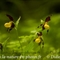 Sabot de Vénus ( Cypripedium calceolus )