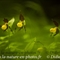 Sabot de Vénus ( Cypripedium calceolus )