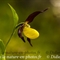 Sabot de Vénus ( Cypripedium calceolus )