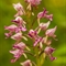 Orchis Militaire (Orchis militaris )