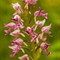 Orchis Militaire (Orchis militaris )